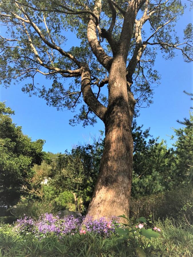 Around The Tree Manor Shitan Quarto foto